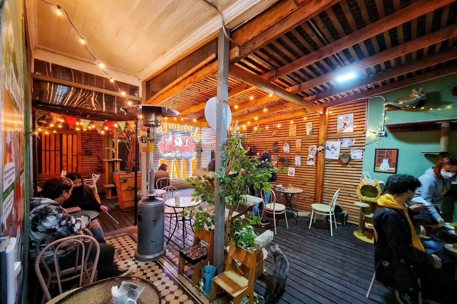 El Mundo de Dalí Cat Café, Santiago